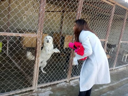 Los animales son bien cuidados en el albergue de este municipio. (EL SIGLO DE TORREÓN)