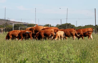 El cierre temporal de la frontera en Santa Teresa afecta a la exportación de ganado duranguense. (EL SIGLO DE TORREÓN)