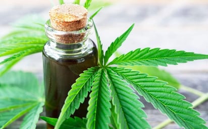 Científicos estudian el cannabidiol en pro para prevenir la infección por COVID-19 (ESPECIAL)