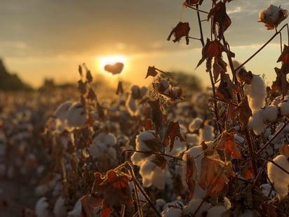 La negativa de las autoridades pone en desventaja a los algodoneros en La Laguna frente a los productores de otros países. (ARCHIVO)