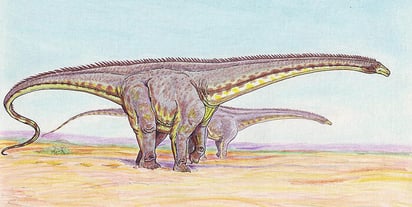 El espécimen, un gran dinosaurio herbívoro de cuello largo, fue encontrado en el suroeste de Montana. (ESPECIAL) 