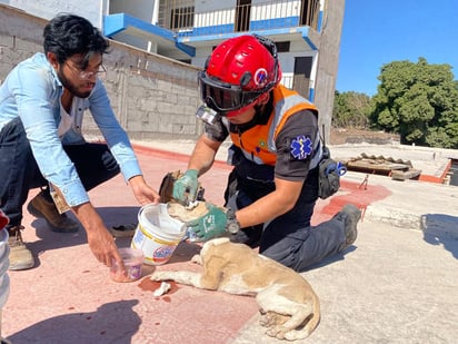 La perrita fue valorada por el personal de la corporación, el cual determinó que se encontraba deshidratada y presentaba algunos raspones en el cuerpo.  (EL SIGLO DE TORREÓN)