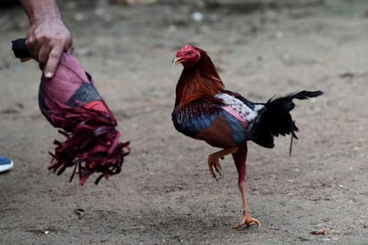 A lo largo de décadas, Coahuila se ha caracterizado por ser un importante criadero de gallos, sobre todo en el norte de la entidad.