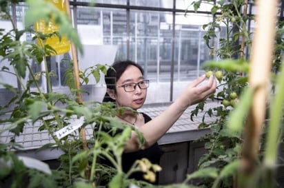 El bloqueo de la enzima en el tomate no tuvo ningún efecto sobre el crecimiento, el desarrollo o el rendimiento de las plantas de tomate. (EFE)