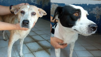 Control Canino Torreón busca prevenir la muerte de perritos en situación de calle
