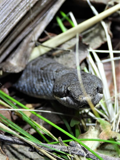 Hace semanas se registró la muerte de una persona a causa de la mordedura de este reptil, en una comunidad rural del estado. (EL SIGLO DE TORREÓN)