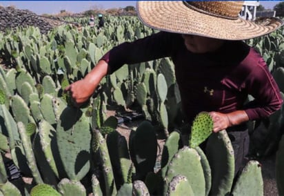 La federación apoya a los productores en zonas áridas para la instalación de viveros de nopal para alimento para ganado. (EL SIGLO DE TORREÓN)