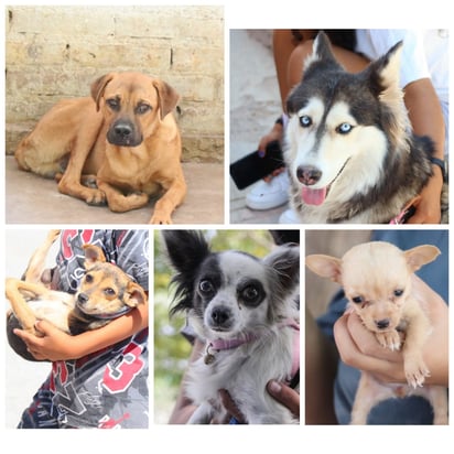 El interesado en adoptar un can recibe asesoría sobre los cuidados que debe tener. (EL SIGLO DE TORREÓN)