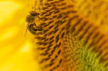 ¿Qué hacer ante la presencia de un panal de abejas?