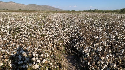 Recuperan parte del presupuesto para erradicación de plaga en el algodón