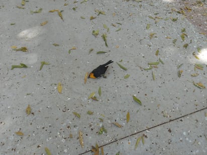 Captan aves muertas esparcidas en Lerdo tras pirotecnia por Año Nuevo