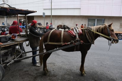 Diputada presenta iniciativa en busca de seguir avanzando a favor de los derechos de los animales. (EL SIGLO DE TORREÓN)