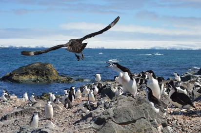 El estudio se ha centrado en la colonia de pingüinos barbijo Collado Vapor ubicada al oeste de la isla Decepción. (EFE)