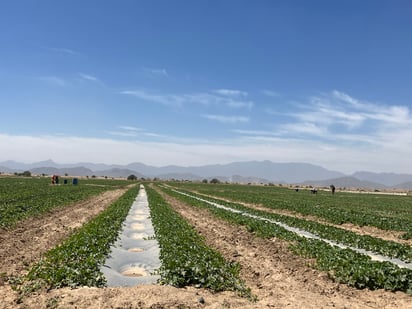 Los ejidatarios de Nuevo Reynosa le tienen fe a la siembra de melón. (EL SIGLO DE TORREÓN)