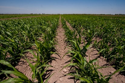 Productores de maíz no están seguros de sembrar este año ante el bajo precio en el que se compra el grano. (EL SIGLO DE TORREÓN)