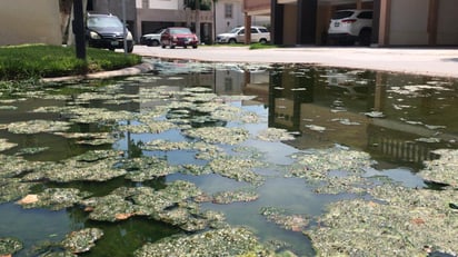 Las aguas negras han comenzado a brotar y se han acumulado en el área verde del sector residencial de Torreón. (FERNANDO COMPEÁN)