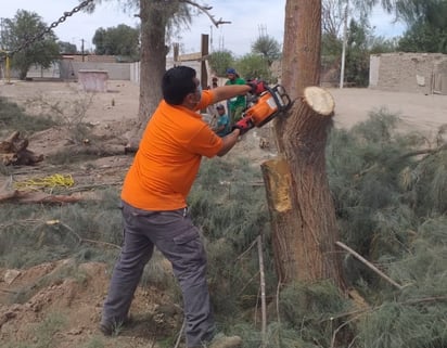 Emite Medio Ambiente algunas recomendaciones para la poda preventiva de árboles. (EL SIGLO DE TORREÓN)