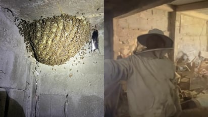 Encuentran miles de abejas en patio de familia de Gómez Palacio