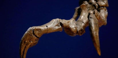 El fósil, un nuevo terópodo avial de 150 millones de años de antigüedad, se encontró en el condado de Zhenghe, en la provincia de Fujian.