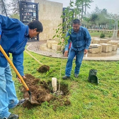 En este mes se han plantado 79 árboles regionales, entre los que destacan el fresno y el mezquite.