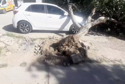 En Gómez Palacio, las ráfagas de viento tumbaron un árbol encima de un vehículo blanco de la marca Río.