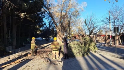 Se registró la caída de un árbol en un kínder por los vientos. (EL SIGLO DE TORREÓN)