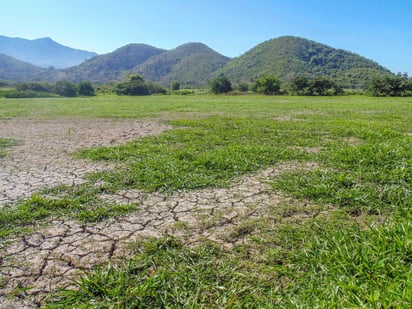 El proyecto consiste en establecer praderas con pastos adaptados en el norte de Coahuila. (CORTESÍA)