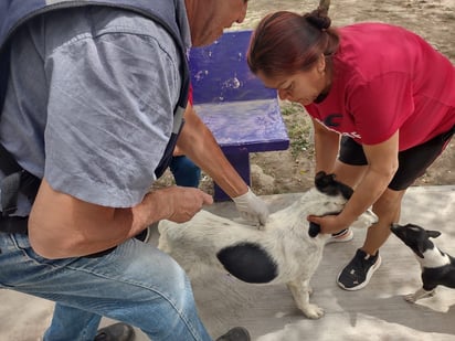 Prevención Social mantiene su campaña de desparasitación de mascotas. (EL SIGLO DE TORREÓN)