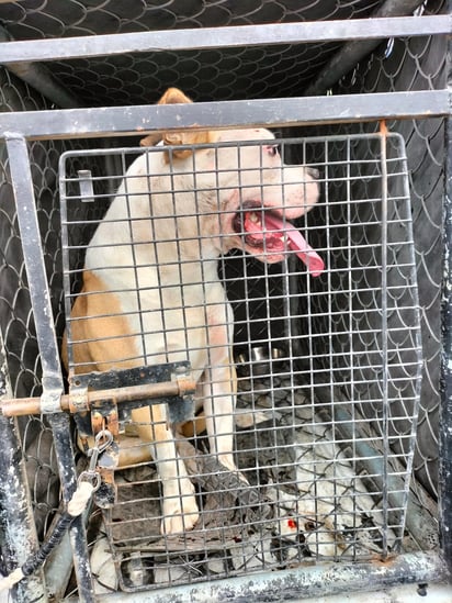 Los reportes por ataques de perros se pueden hacer al número telefónico 8717 258 318, al departamento de Prevención Social.