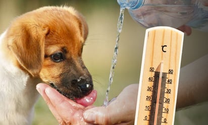 Se habla de golpe de calor cuando la temperatura corporal en perros puede alcanzar los 42°C o más. 