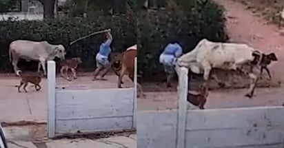 Pastora y vacas (CAPTURA)