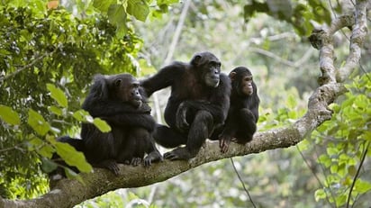 Monos salvajes curan sus enfermedades con plantas medicinales