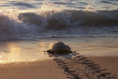 El Santuario Playa El Verde Camacho es un refugio de tortugas marinas. (SEMARNAT)