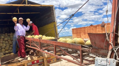 'Al final, sembrar sale de a grapa', dicen meloneros de San Pedro ante bajo precio de venta