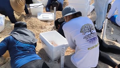 Rescatistas contra reloj, buscan proteger 105 mil huevos de tortuga ante huracán