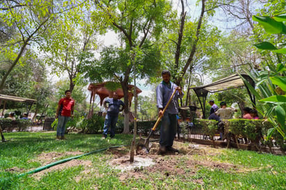 Próximo jueves arranca campaña de reforestación en Lerdo