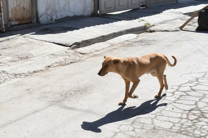 ¿Cuándo se descubrió y cuál es la cura para la rabia?