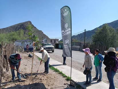 Día del Árbol: de cada 10 ejemplares que se plantan 3 no sobreviven