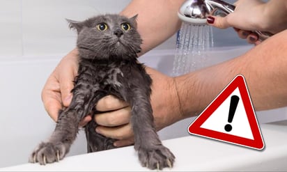 Bañar a un gato sin vacunar es un riesgo, señala experto animal