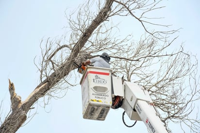 Podan árboles de riesgo de caída en plaza Revolución, del municipio de Lerdo