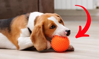 Las mejores pelotas para perros, según especialistas