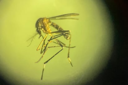 Coahuila rebasa el centenar de casos de dengue; son 15 de La Laguna