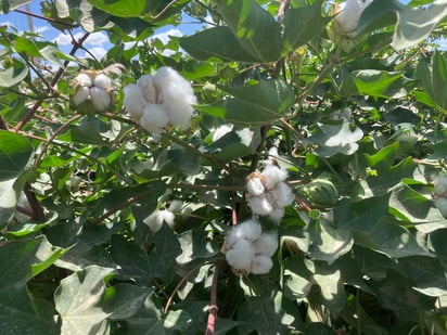 Cae producción de algodón en el municipio de San Pedro