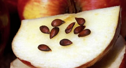 Semillas de manzana (ESPECIAL)