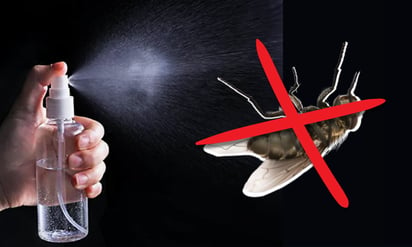 5 remedios caseros para alejar a las moscas de tu hogar