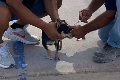 Personal del Control Animal acudirá a 6 ejidos de San Pedro para vacunar a perros y gatos