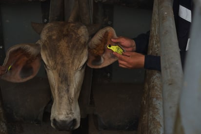 Actualizarán la NOM para la erradicación de la tuberculosis bovina