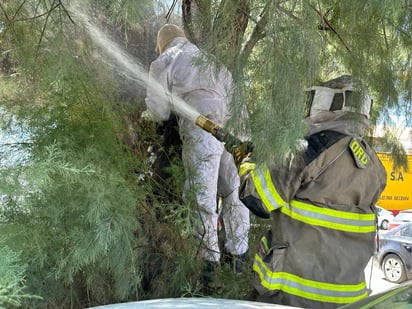 Ayuntamiento de Gómez Palacio emite alerta sobre el manejo de panales de abejas