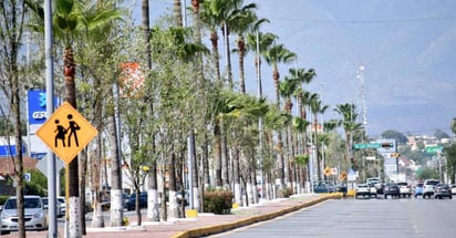 Monclova lucha contra cambio climático con arborización