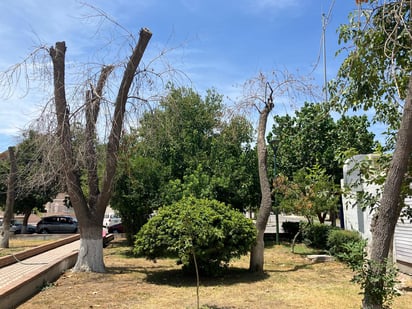 Abundan árboles secos en la Plaza del Eco; vecinos piden que los retiren